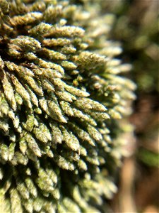 Silvery Bryum (Bryum argenteum)