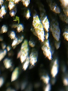 Silvery Bryum (Bryum argenteum)