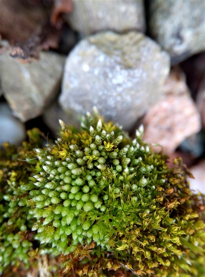 Silvery Bryum (Bryum argenteum)