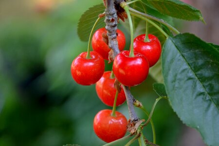 Tree branch cherry tree