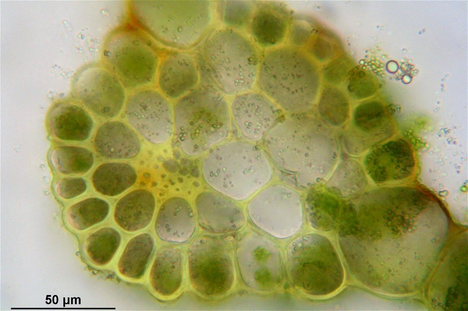 Rhodobryum roseum