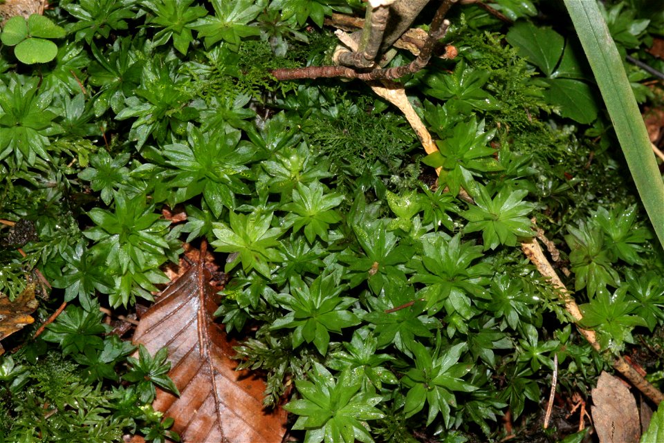 Rhodobryum roseum