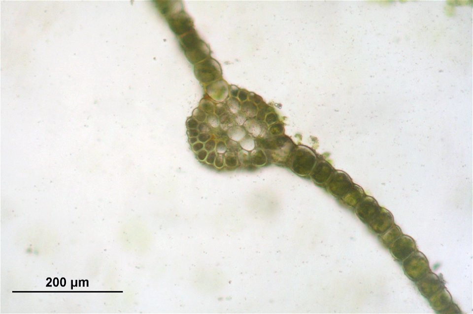 Rhodobryum roseum