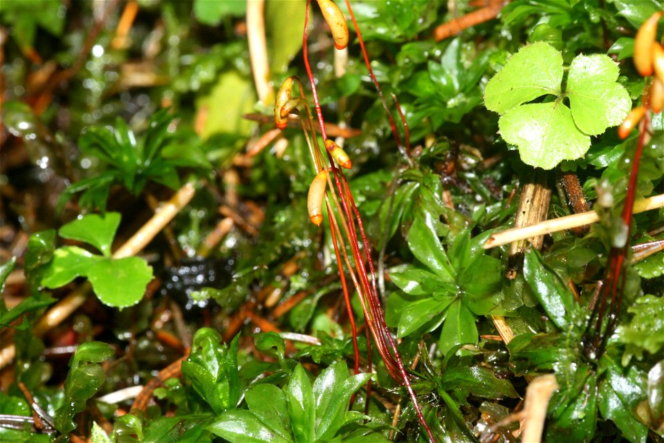 Rhodobryum roseum