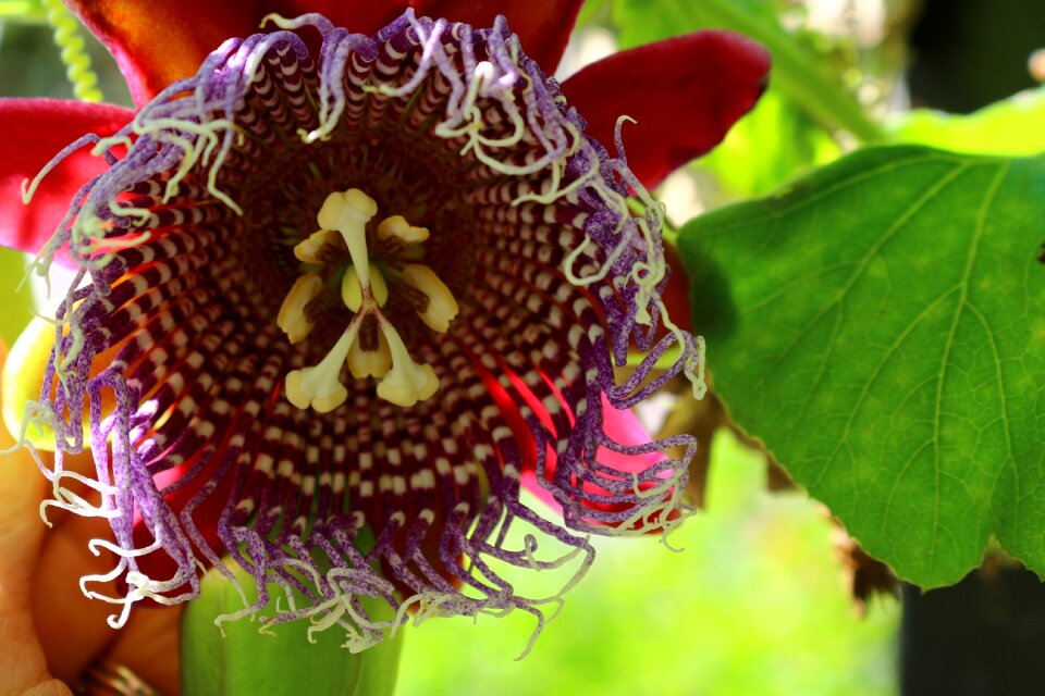 Botany nature plants