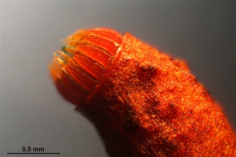 Rhodobryum roseum