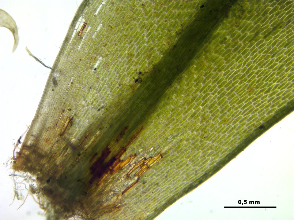 Rhodobryum roseum