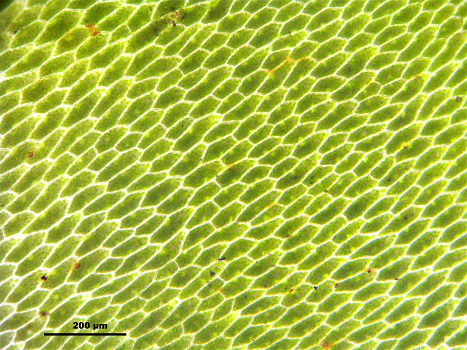 Rhodobryum roseum