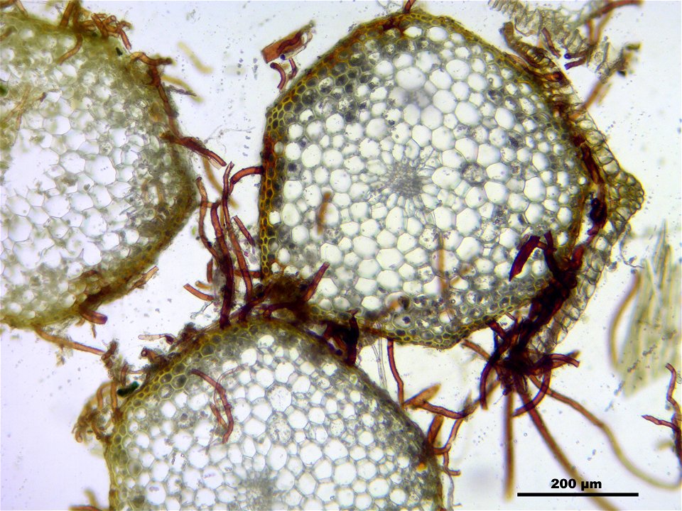 Rhodobryum roseum