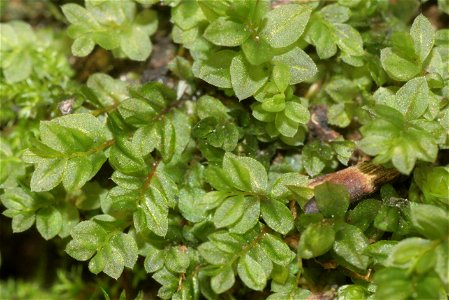 Mnium stellare