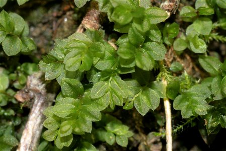 Mnium stellare Echtes SternmoosAufnahmeort: Förthofgraben, Wachau, Niederösterreich, Austria