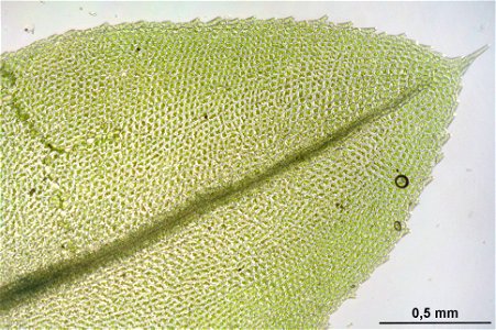 Mnium stellare