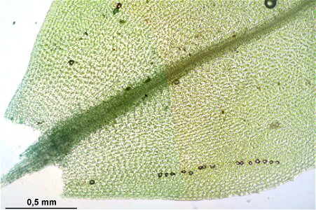 Mnium stellare
