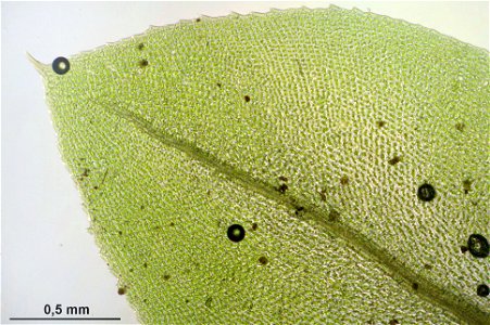 Mnium stellare
