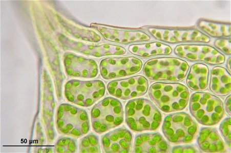 Mnium stellare