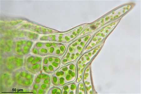 Mnium stellare