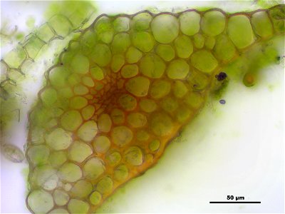 Mnium stellare