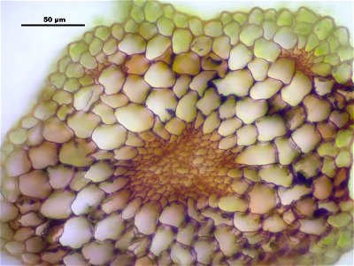 Mnium stellare
