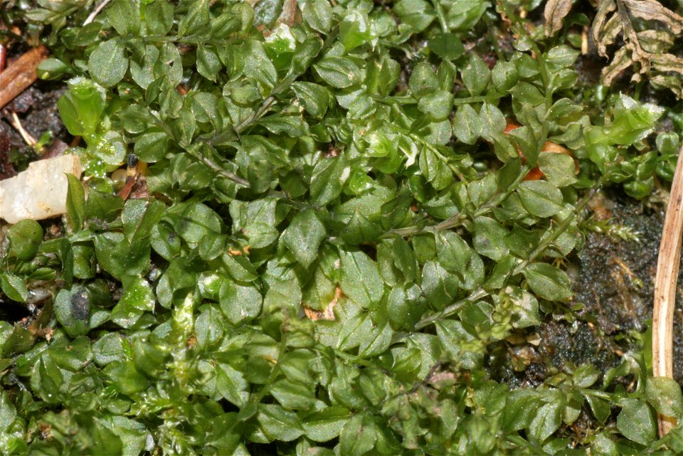 Plagiomnium cuspidatum