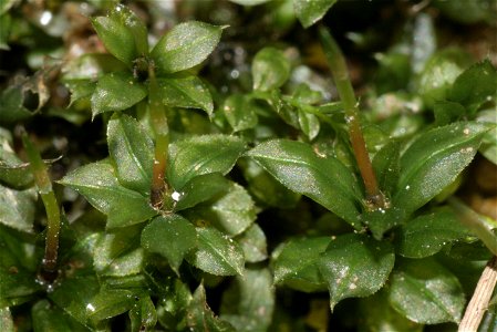 Plagiomnium cuspidatum