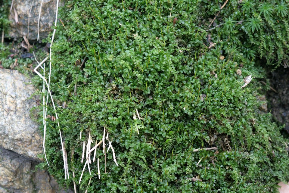 Plagiomnium cuspidatum