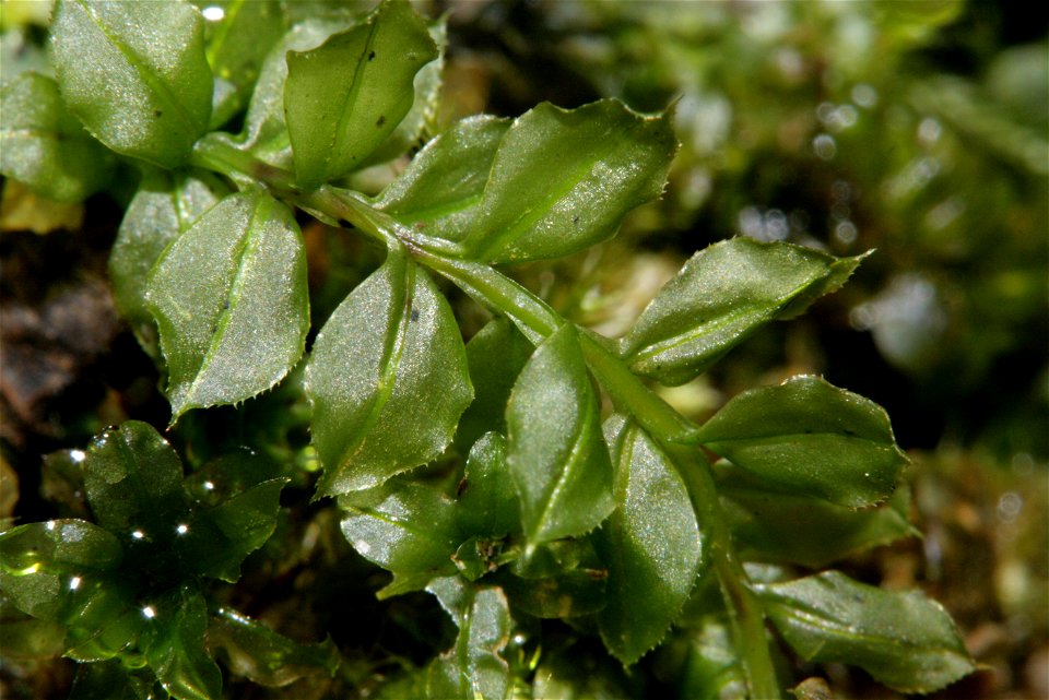 Plagiomnium cuspidatum