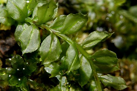 Plagiomnium cuspidatum