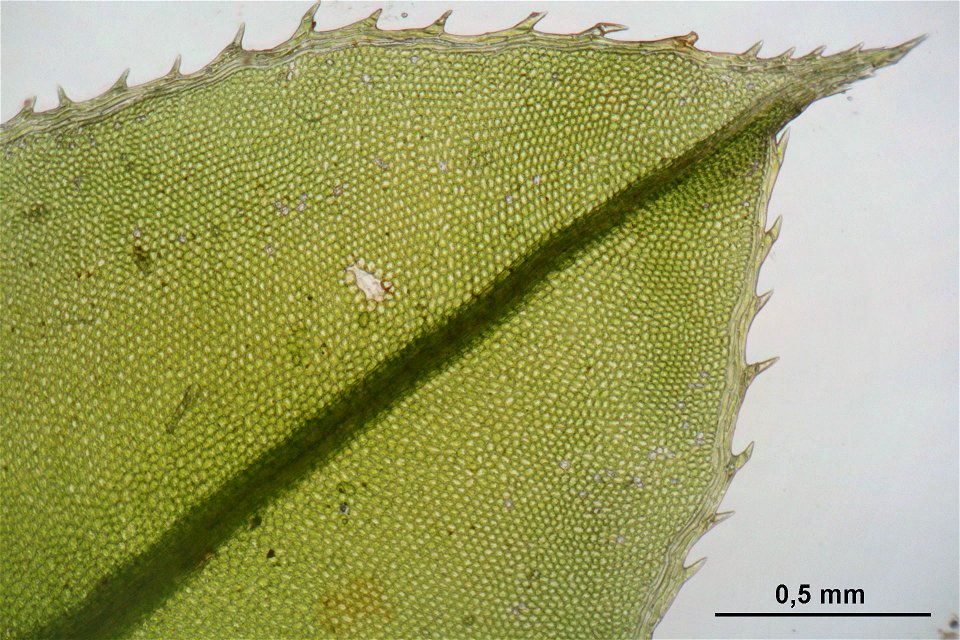 Plagiomnium cuspidatum