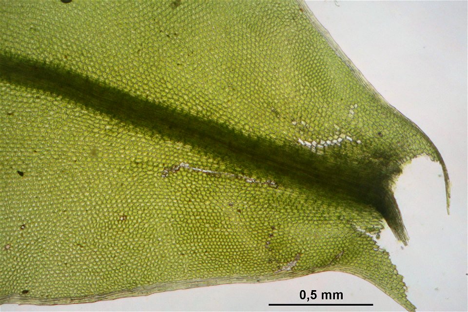 Plagiomnium cuspidatum