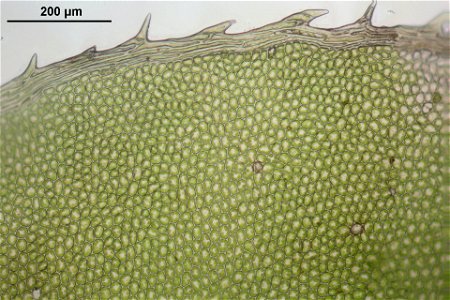 Plagiomnium cuspidatum