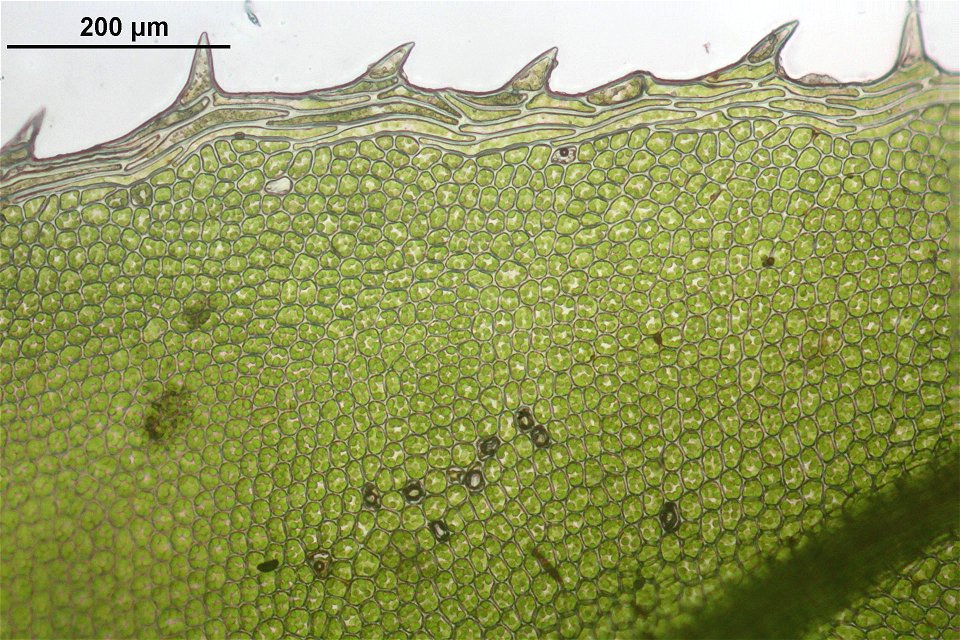 Plagiomnium cuspidatum