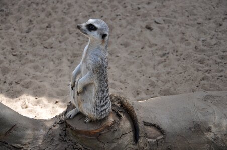 Gophers nature animal world