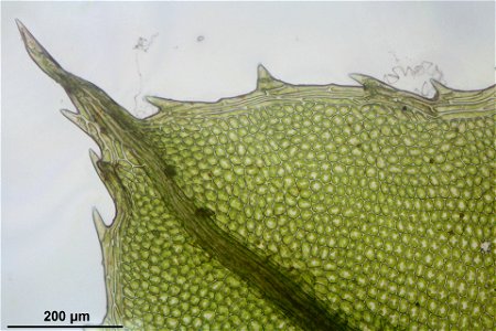 Plagiomnium cuspidatum
