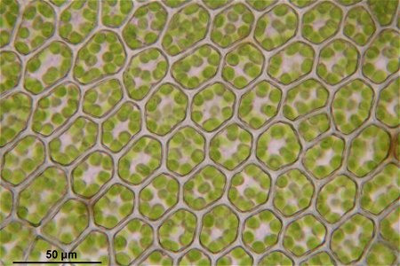Plagiomnium cuspidatum