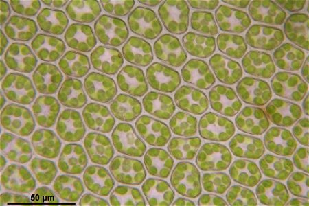 Plagiomnium cuspidatum