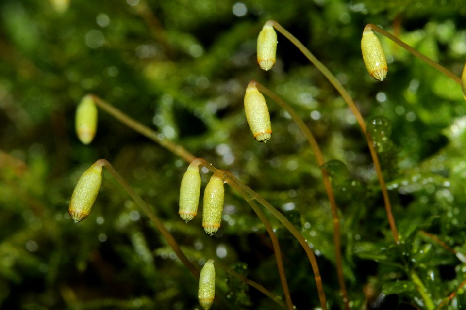 Plagiomnium cuspidatum
