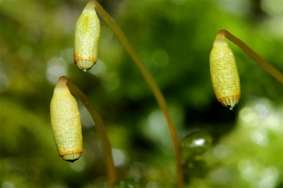 Plagiomnium cuspidatum