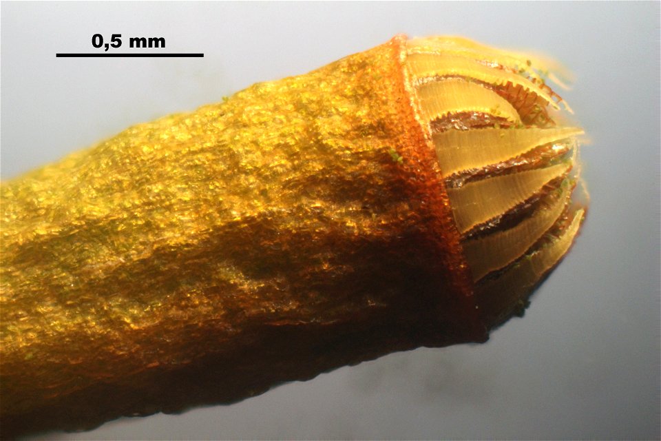 Plagiomnium cuspidatum
