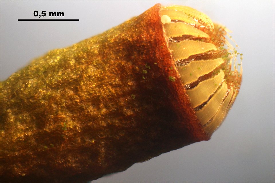 Plagiomnium cuspidatum