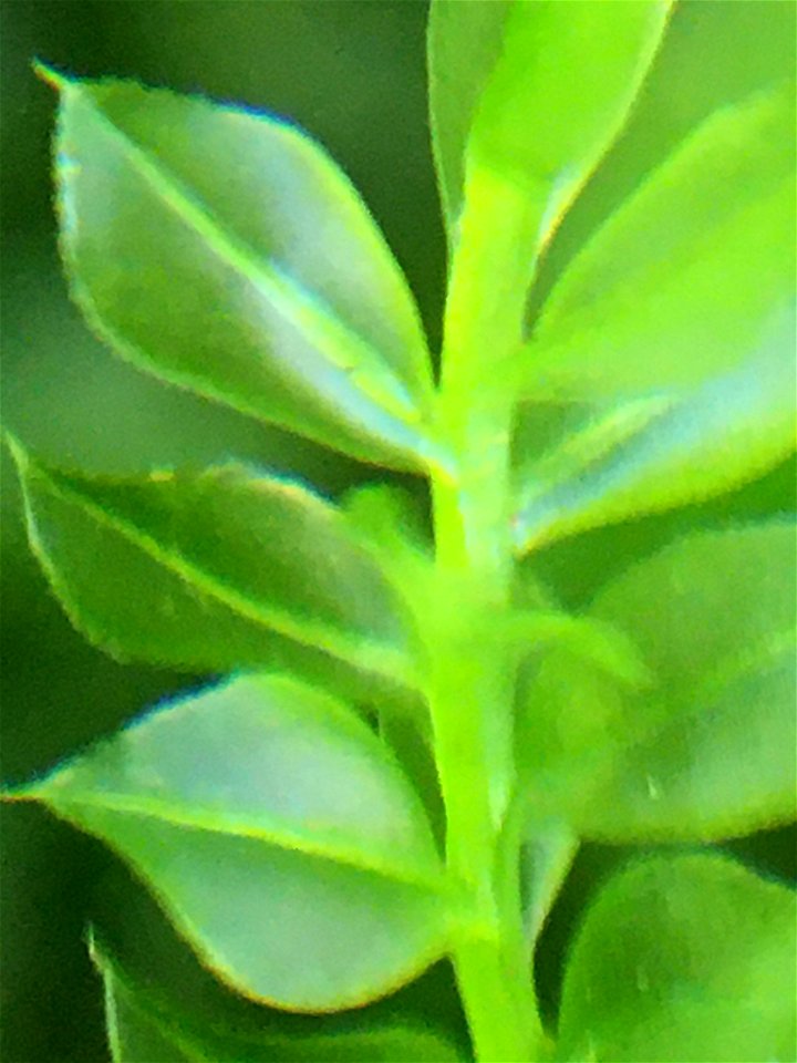 Woodsy Thyme-moss (Plagiomnium cuspidatum)
