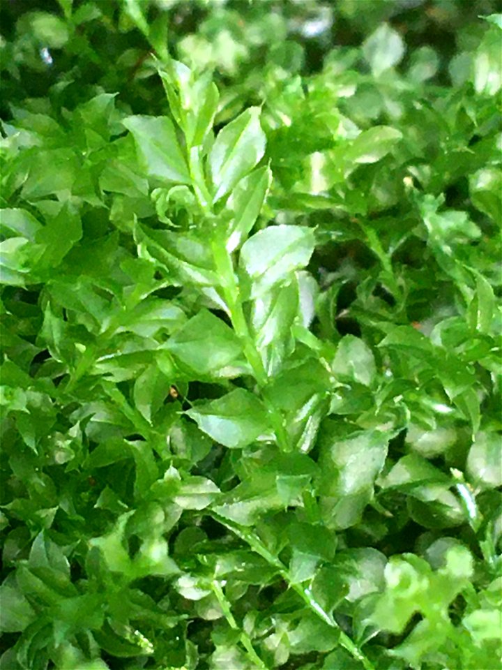 Woodsy Thyme-moss (Plagiomnium cuspidatum)