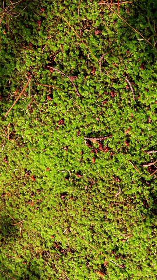 Woodsy Thyme-moss (Plagiomnium cuspidatum)