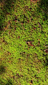 Woodsy Thyme-moss (Plagiomnium cuspidatum)