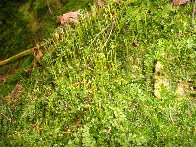 Mech Plagiomnium cuspidatum (měřík bodlavý) z Podkomorských lesů, Česká republika, jižní Morava photo