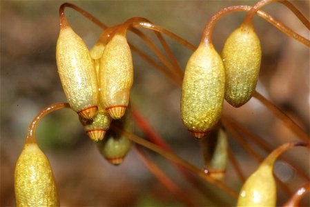 Rhizomnium punctatum
