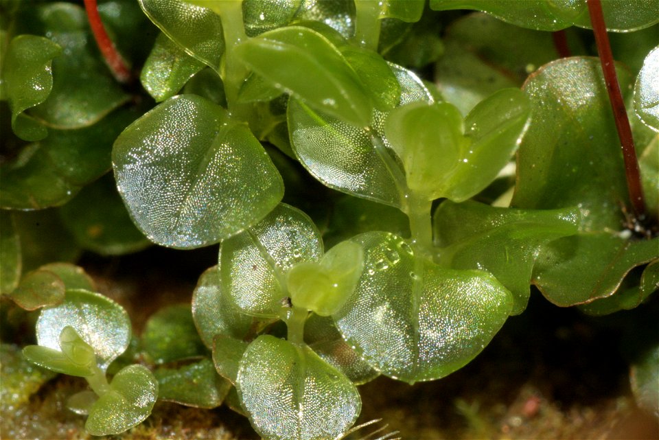 Rhizomnium punctatum