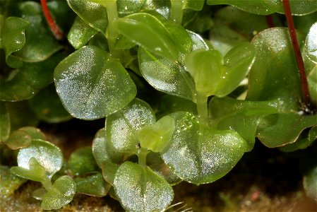 Rhizomnium punctatum