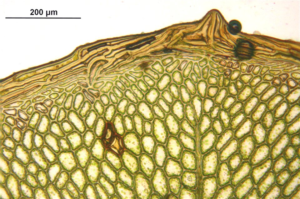 Rhizomnium punctatum