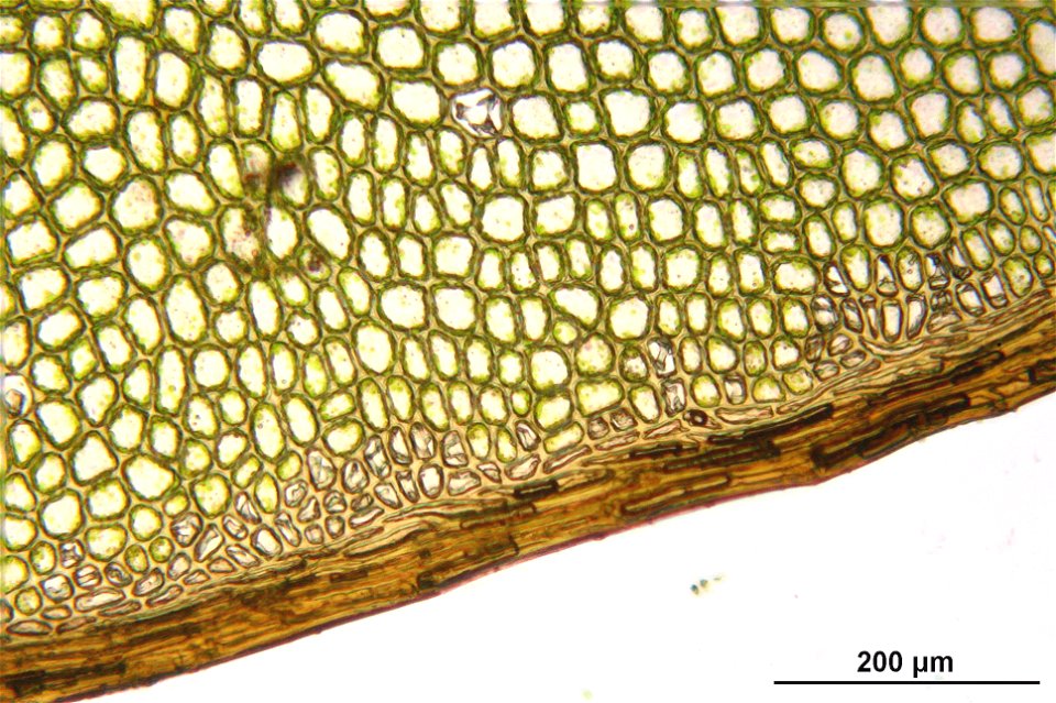 Rhizomnium punctatum