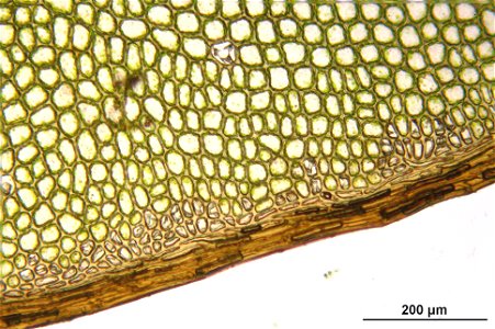 Rhizomnium punctatum